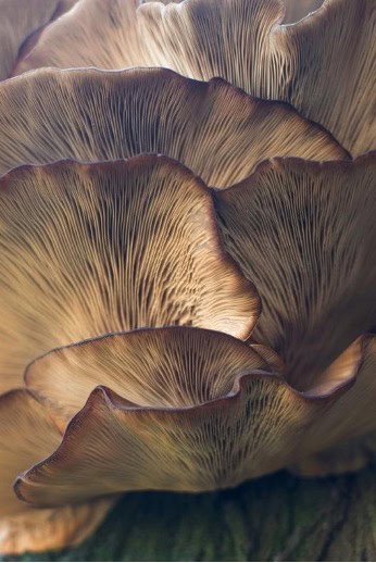 Champignons médicinaux : et si les remèdes les plus puissants étaient sous nos pieds ?